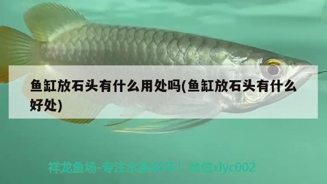 魚缸放石頭有什么用處嗎(魚缸放石頭有什么好處) 黑云魚