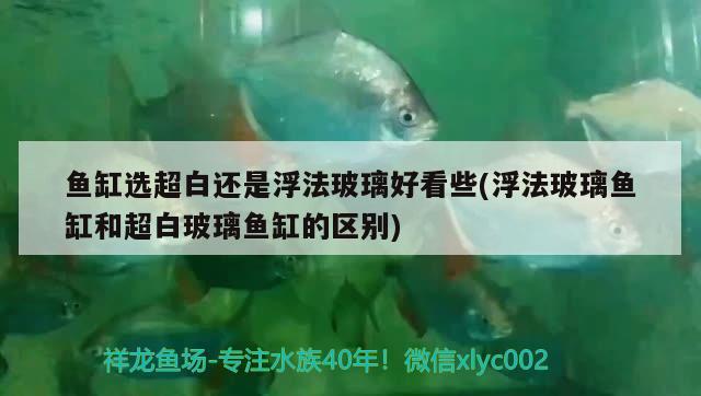 魚缸選超白還是浮法玻璃好看些(浮法玻璃魚缸和超白玻璃魚缸的區(qū)別)