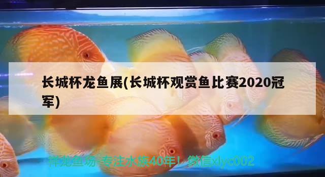 長城杯龍魚展(長城杯觀賞魚比賽2020冠軍) 2024第28屆中國國際寵物水族展覽會CIPS（長城寵物展2024 CIPS）