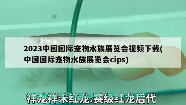 2023中國國際寵物水族展覽會視頻下載(中國國際寵物水族展覽會cips)