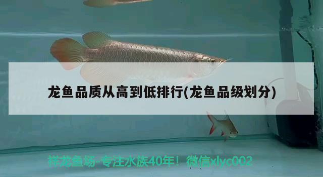 龍魚(yú)品質(zhì)從高到低排行(龍魚(yú)品級(jí)劃分) 2025第29屆中國(guó)國(guó)際寵物水族展覽會(huì)CIPS（長(zhǎng)城寵物展2025 CIPS）