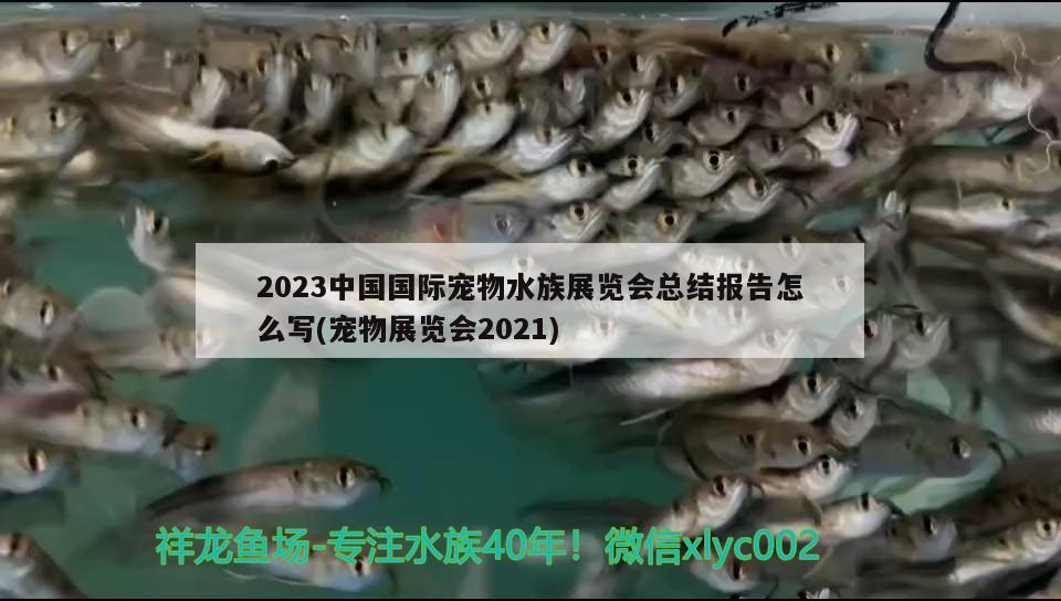 2023中國國際寵物水族展覽會(huì)總結(jié)報(bào)告怎么寫(寵物展覽會(huì)2021) 水族展會(huì)