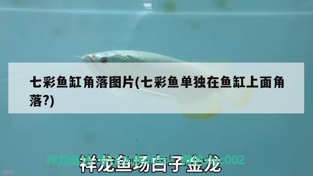 七彩魚缸角落圖片(七彩魚單獨(dú)在魚缸上面角落?)