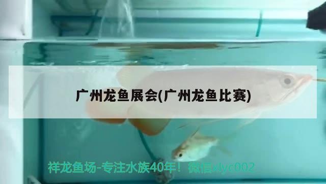 廣州龍魚展會(廣州龍魚比賽) 2024第28屆中國國際寵物水族展覽會CIPS（長城寵物展2024 CIPS）