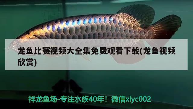 龍魚比賽視頻大全集免費(fèi)觀看下載(龍魚視頻欣賞) 2024第28屆中國(guó)國(guó)際寵物水族展覽會(huì)CIPS（長(zhǎng)城寵物展2024 CIPS）