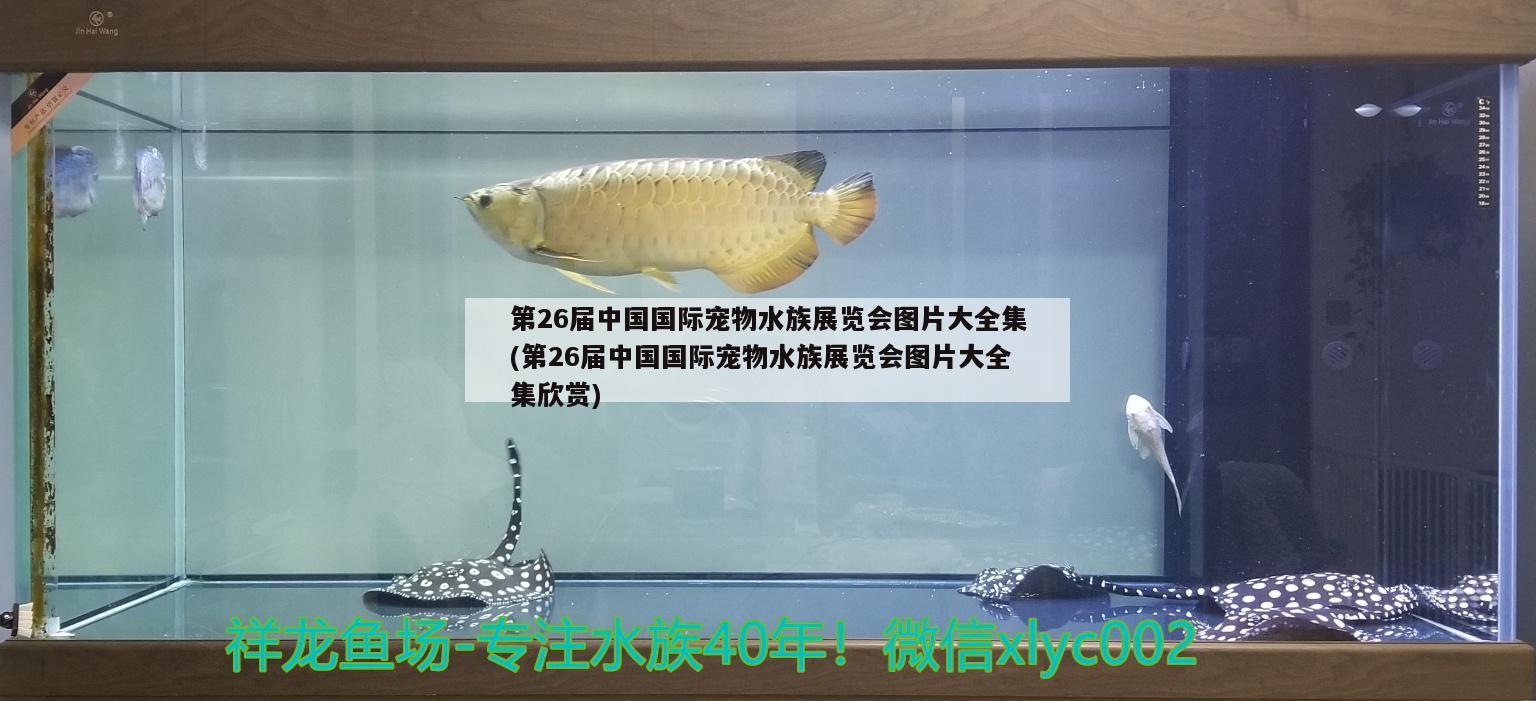 第26屆中國國際寵物水族展覽會(huì)圖片大全集(第26屆中國國際寵物水族展覽會(huì)圖片大全集欣賞) 水族展會(huì)