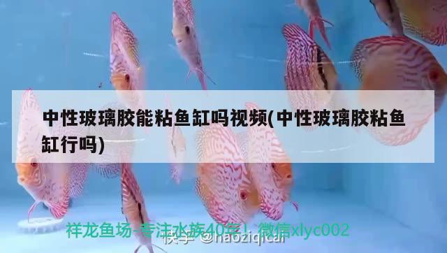 中性玻璃膠能粘魚缸嗎視頻(中性玻璃膠粘魚缸行嗎) 水草