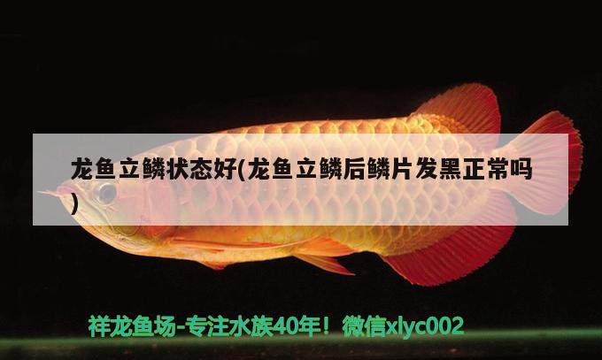 龍魚立鱗狀態(tài)好(龍魚立鱗后鱗片發(fā)黑正常嗎) 2025第29屆中國國際寵物水族展覽會(huì)CIPS（長城寵物展2025 CIPS）