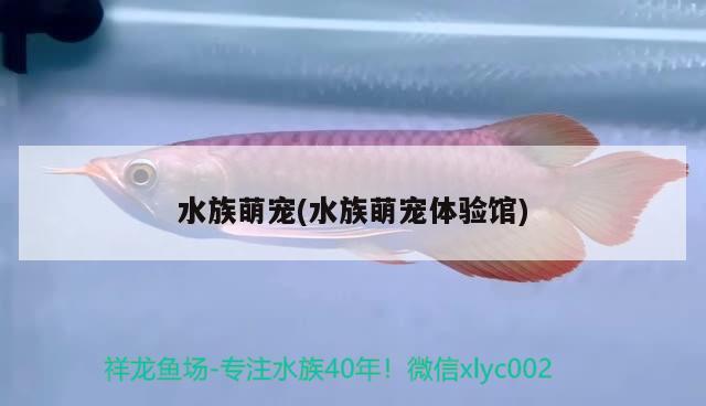 水族萌寵(水族萌寵體驗(yàn)館) 2025第29屆中國國際寵物水族展覽會CIPS（長城寵物展2025 CIPS）