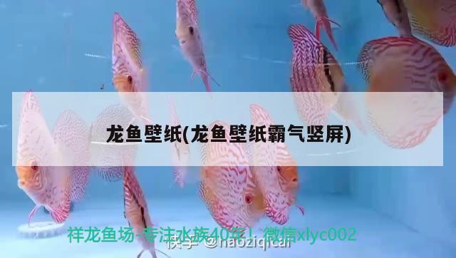 龍魚(yú)壁紙(龍魚(yú)壁紙霸氣豎屏) 2024第28屆中國(guó)國(guó)際寵物水族展覽會(huì)CIPS（長(zhǎng)城寵物展2024 CIPS）