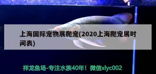 上海國(guó)際寵物展爬寵(2020上海爬寵展時(shí)間表)