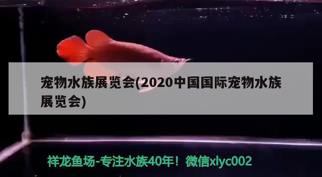 寵物水族展覽會(2020中國國際寵物水族展覽會)