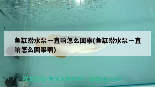 魚缸潛水泵一直響怎么回事(魚缸潛水泵一直響怎么回事啊)