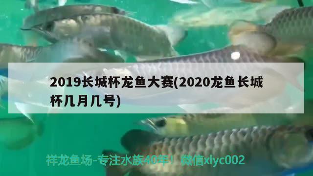 2019長城杯龍魚大賽(2020龍魚長城杯幾月幾號) 2024第28屆中國國際寵物水族展覽會CIPS（長城寵物展2024 CIPS）