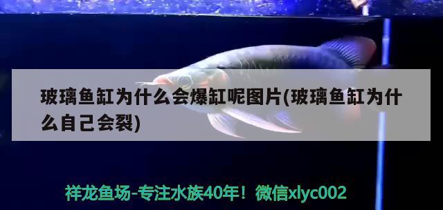 玻璃魚缸為什么會爆缸呢圖片(玻璃魚缸為什么自己會裂) 白子黃化銀龍魚