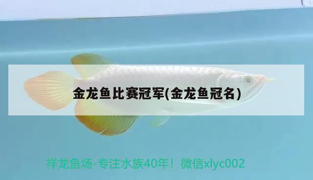 金龍魚比賽冠軍(金龍魚冠名)