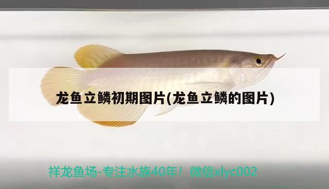 龍魚立鱗初期圖片(龍魚立鱗的圖片) 2024第28屆中國國際寵物水族展覽會CIPS（長城寵物展2024 CIPS）