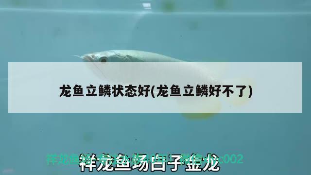 龍魚立鱗狀態(tài)好(龍魚立鱗好不了) 2025第29屆中國國際寵物水族展覽會CIPS（長城寵物展2025 CIPS）