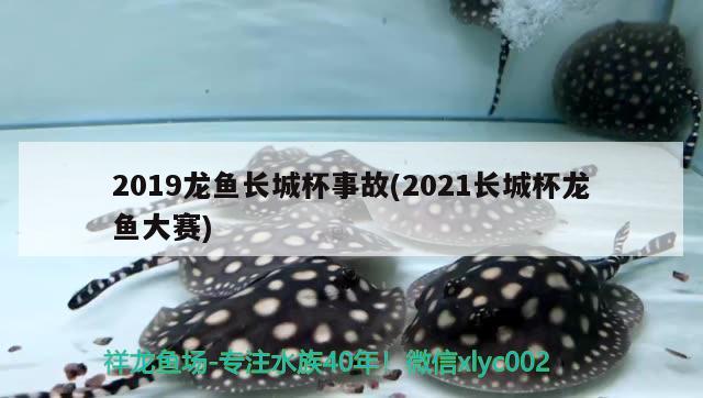 2019龍魚長(zhǎng)城杯事故(2021長(zhǎng)城杯龍魚大賽)