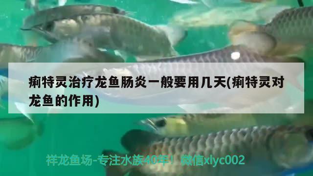 痢特靈治療龍魚腸炎一般要用幾天(痢特靈對龍魚的作用)