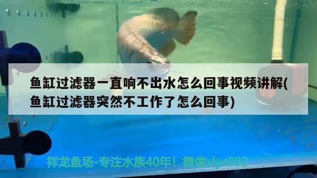 魚缸過濾器一直響不出水怎么回事視頻講解(魚缸過濾器突然不工作了怎么回事) 生態(tài)瓶/創(chuàng)意缸/桌面微景缸