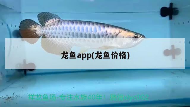 龍魚app(龍魚價格)