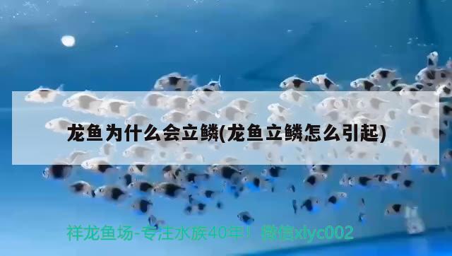 龍魚為什么會立鱗(龍魚立鱗怎么引起) 2024第28屆中國國際寵物水族展覽會CIPS（長城寵物展2024 CIPS）