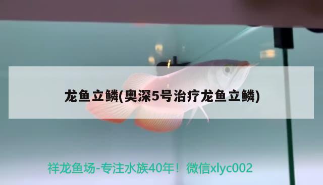 龍魚立鱗(奧深5號治療龍魚立鱗) 2024第28屆中國國際寵物水族展覽會CIPS（長城寵物展2024 CIPS）