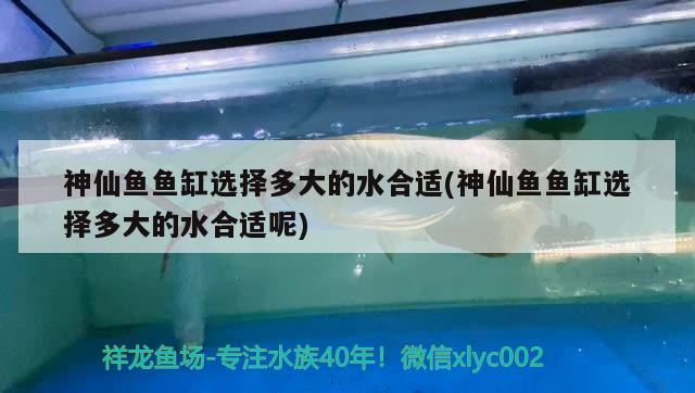 神仙魚魚缸選擇多大的水合適(神仙魚魚缸選擇多大的水合適呢)