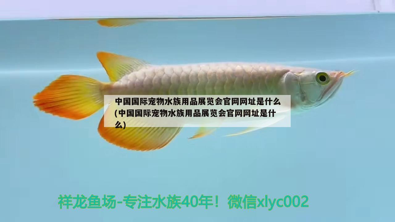 中國(guó)國(guó)際寵物水族用品展覽會(huì)官網(wǎng)網(wǎng)址是什么(中國(guó)國(guó)際寵物水族用品展覽會(huì)官網(wǎng)網(wǎng)址是什么) 水族用品