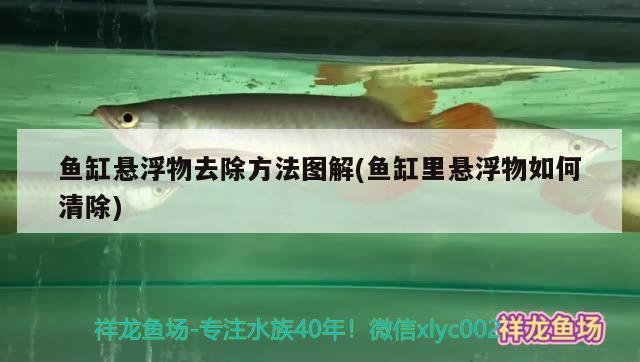 魚(yú)缸懸浮物去除方法圖解(魚(yú)缸里懸浮物如何清除)