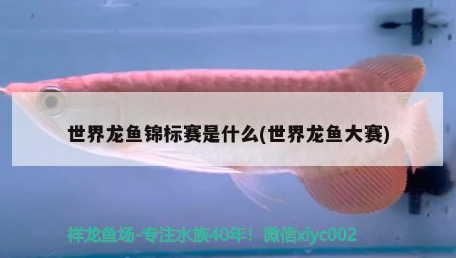 世界龍魚錦標賽是什么(世界龍魚大賽) 2024第28屆中國國際寵物水族展覽會CIPS（長城寵物展2024 CIPS）