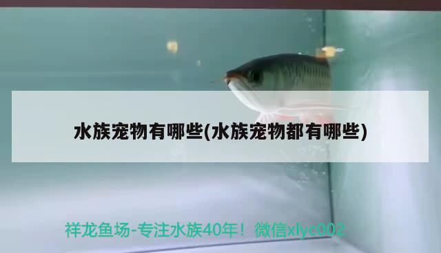 水族寵物有哪些(水族寵物都有哪些) 2024第28屆中國國際寵物水族展覽會CIPS（長城寵物展2024 CIPS）