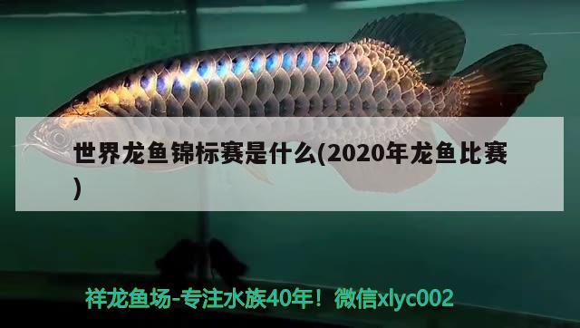 世界龍魚錦標賽是什么(2020年龍魚比賽)