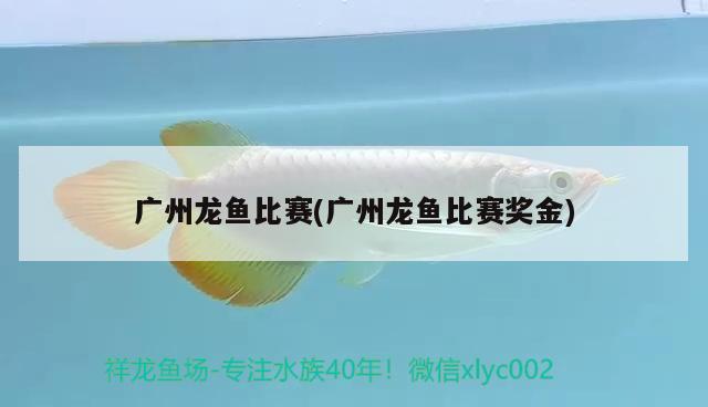 廣州龍魚比賽(廣州龍魚比賽獎金)