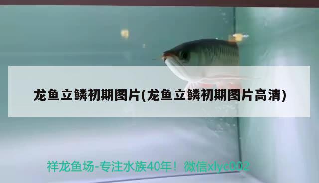 龍魚(yú)立鱗初期圖片(龍魚(yú)立鱗初期圖片高清) 2025第29屆中國(guó)國(guó)際寵物水族展覽會(huì)CIPS（長(zhǎng)城寵物展2025 CIPS）