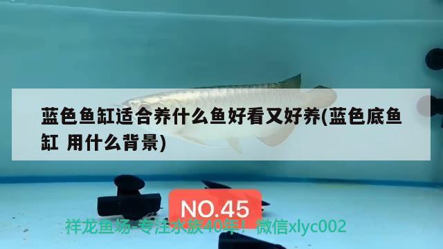 藍(lán)色魚缸適合養(yǎng)什么魚好看又好養(yǎng)(藍(lán)色底魚缸用什么背景) 狗頭魚