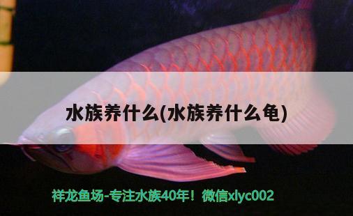 水族養(yǎng)什么(水族養(yǎng)什么龜) 烏龜