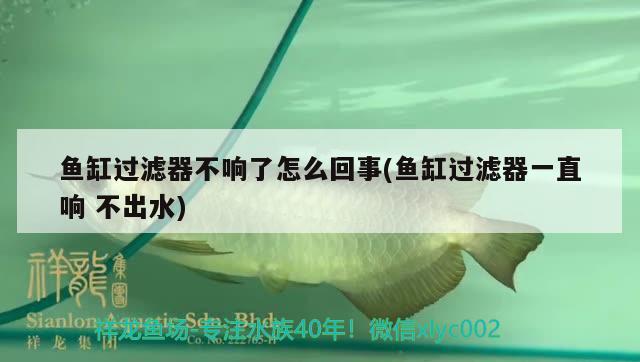 魚缸過濾器不響了怎么回事(魚缸過濾器一直響不出水)