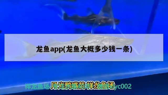 龍魚app(龍魚大概多少錢一條)