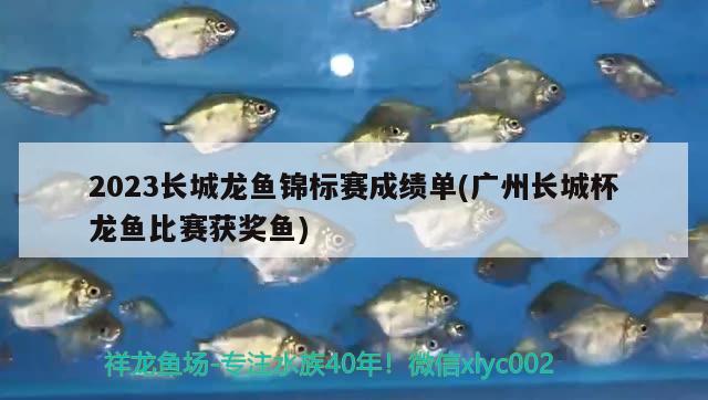 2023長城龍魚錦標(biāo)賽成績單(廣州長城杯龍魚比賽獲獎魚)