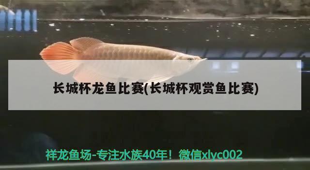 長城杯龍魚比賽(長城杯觀賞魚比賽) 2024第28屆中國國際寵物水族展覽會CIPS（長城寵物展2024 CIPS）