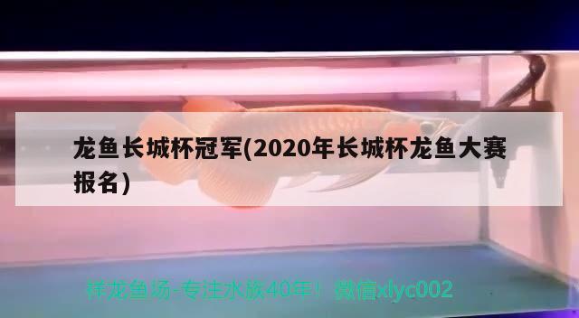 龍魚(yú)長(zhǎng)城杯冠軍(2020年長(zhǎng)城杯龍魚(yú)大賽報(bào)名)