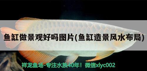 魚(yú)缸做景觀好嗎圖片(魚(yú)缸造景風(fēng)水布局)