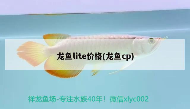 龍魚(yú)lite價(jià)格(龍魚(yú)cp)