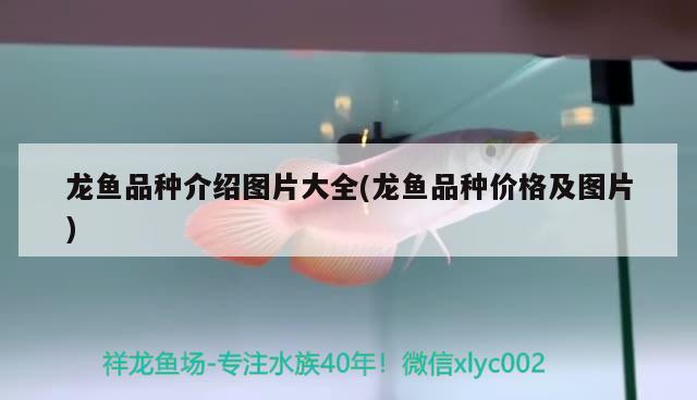 龍魚品種介紹圖片大全(龍魚品種價(jià)格及圖片) 2024第28屆中國國際寵物水族展覽會(huì)CIPS（長城寵物展2024 CIPS）