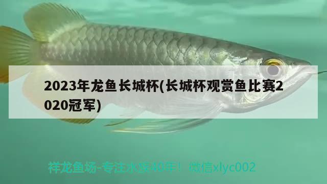 2023年龍魚長城杯(長城杯觀賞魚比賽2020冠軍)