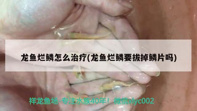 龍魚爛鱗怎么治療(龍魚爛鱗要拔掉鱗片嗎)