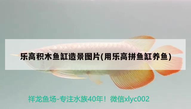 樂高積木魚缸造景圖片(用樂高拼魚缸養(yǎng)魚) 赤荔鳳冠魚