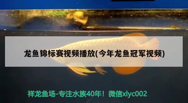 龍魚錦標(biāo)賽視頻播放(今年龍魚冠軍視頻) 2024第28屆中國國際寵物水族展覽會(huì)CIPS（長城寵物展2024 CIPS）